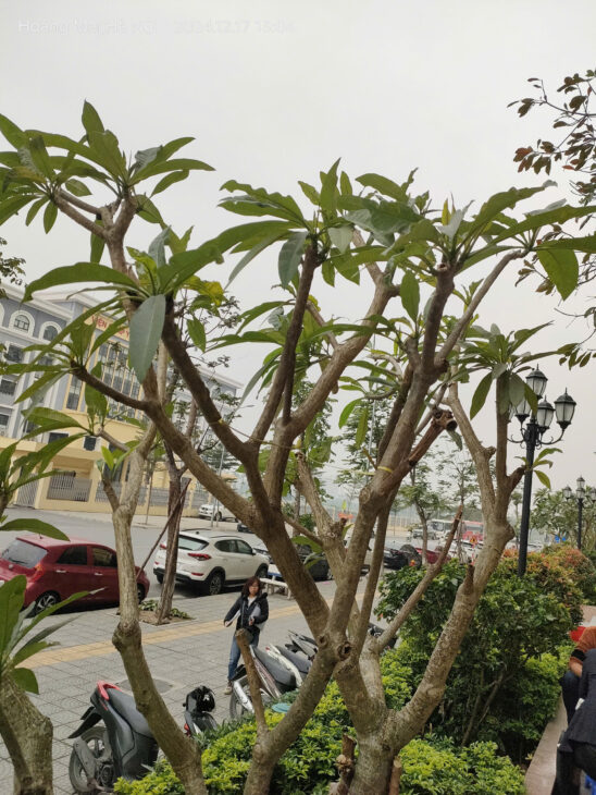 Bán gấp giá rẻ Chung cư Nguyễn Đức Cảnh 69m, tầng16, mặt tiền 6m, 3.9 tỷ Hoàng Mai.