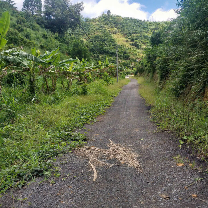 CHÍNH CHỦ BÁN ĐẤT TRỒNG CHÈ – CÀ PHÊ VIEW ĐẸP TẠI ĐẠI LÀO – BẢO LỘC 🌿