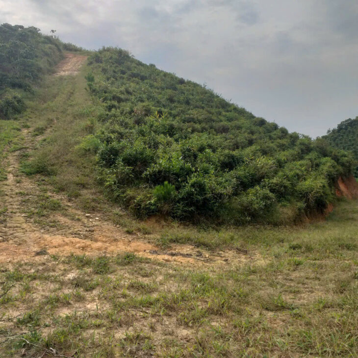 CHÍNH CHỦ BÁN ĐẤT TRỒNG CHÈ – CÀ PHÊ VIEW ĐẸP TẠI ĐẠI LÀO – BẢO LỘC 🌿