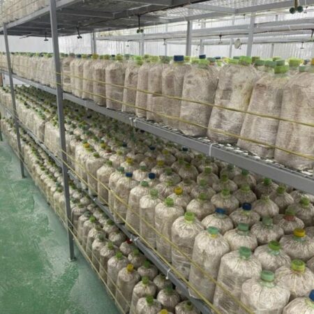 ???? CƠ HỘI ĐẦU TƯ SIÊU HẤP DẪN – SANG NHƯỢNG TRANG TRẠI NẤM CÔNG NGHỆ CAO TẠI CỦ CHI ????