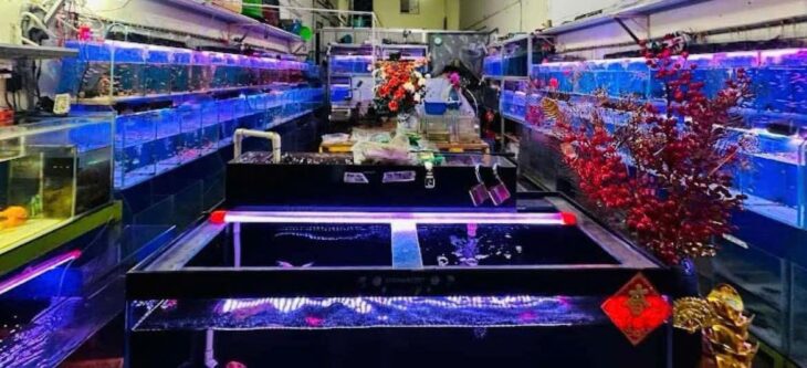 Quận 7 ! Sang Tiệm – Cửa Hàng Cá Cảnh , MT 51 nguyễn thị thập, p tân phú, Tel : 0793984540 –
