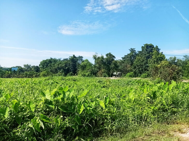 Bán đất 1/ đường 148 – 135m2 – 5×27 – 129m2 thổ cư – xã Bình Mỹ – Củ Chi