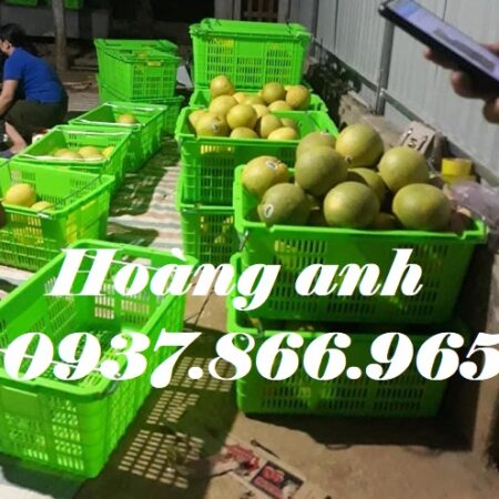 Tại đây bán sọt có quai sắt, sọt nhựa nguyên sinh, cung cấp sọt quai sắt toàn quốc, mua