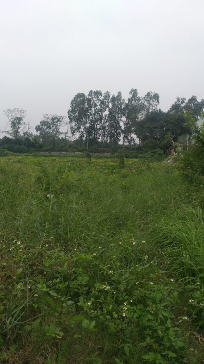 Chuyển nhượng 6000m2 đất công nghiệp tại Tứ Kỳ, Hải Dương. Lô góc 2 mặt tiền