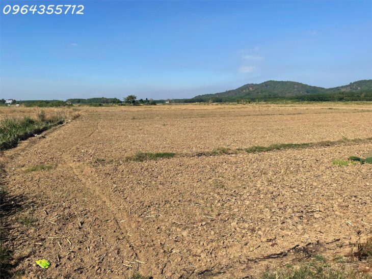 ĐẤT CẦN GIỜ CẦN THANH LÍ GẤP