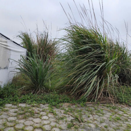 Cơ hội đầu tư hấp dẫn: 1,4 sào đất (540m²) giá chỉ hơn 1 tỷ