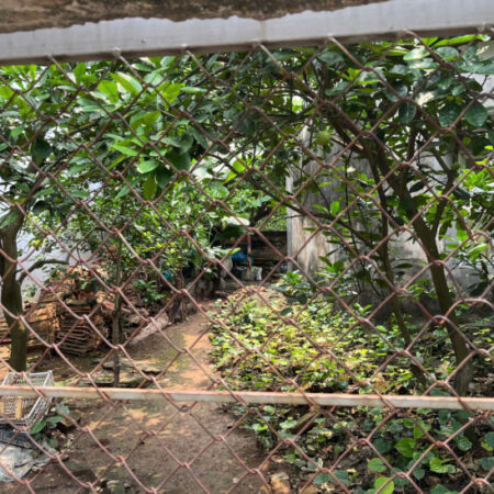 BÁN 150m Đất Hạ Trại ( Thống Nhất ) Long Biên MT 9m , oto ,KD,giá 12,5 ty .