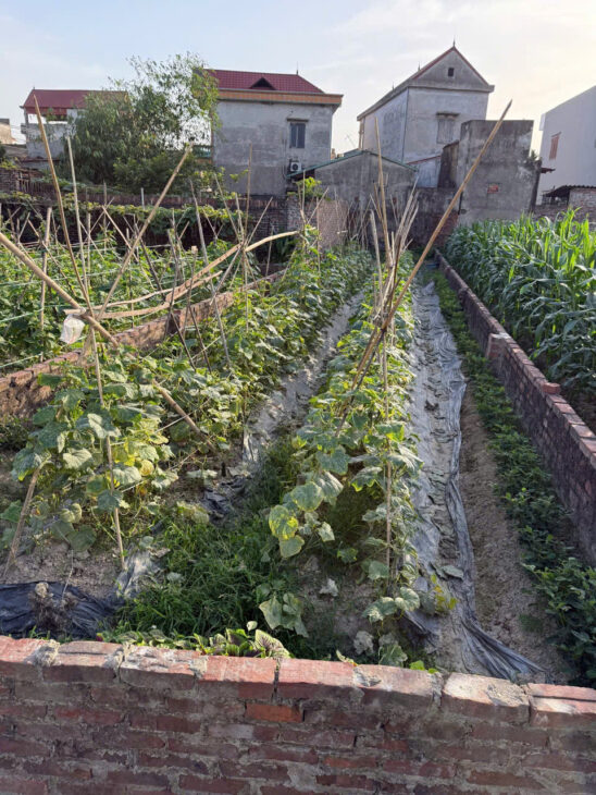 Bán đất thôn Bắc Thượng, Quang Tiến, Sóc Sơn, HN. Gần đường DT 131 và sân bay Nội Bài