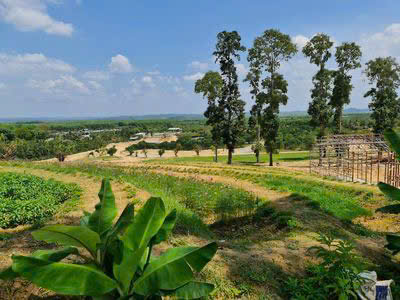 Bán 1.2ha đất vườn mít, sầu riêng tại Tân Phú, Đồng Nai, có 600m2 thổ cư