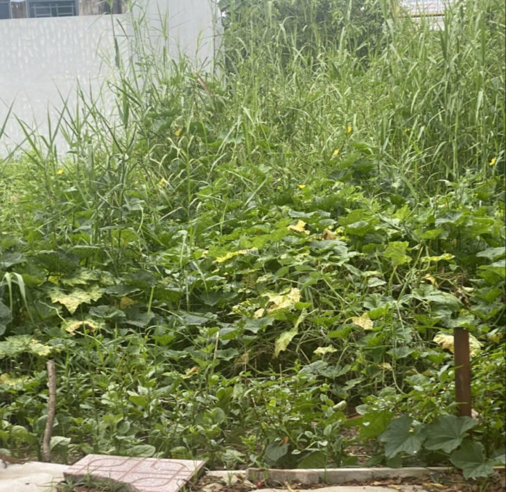 BÁN ĐẤT PHÂN LÔ ĐƯỜNG BƯNG ÔNG THOÀN, PHÚ HỮU – NGANG 5M, 100M2, GIÁ 6.2 TỶ