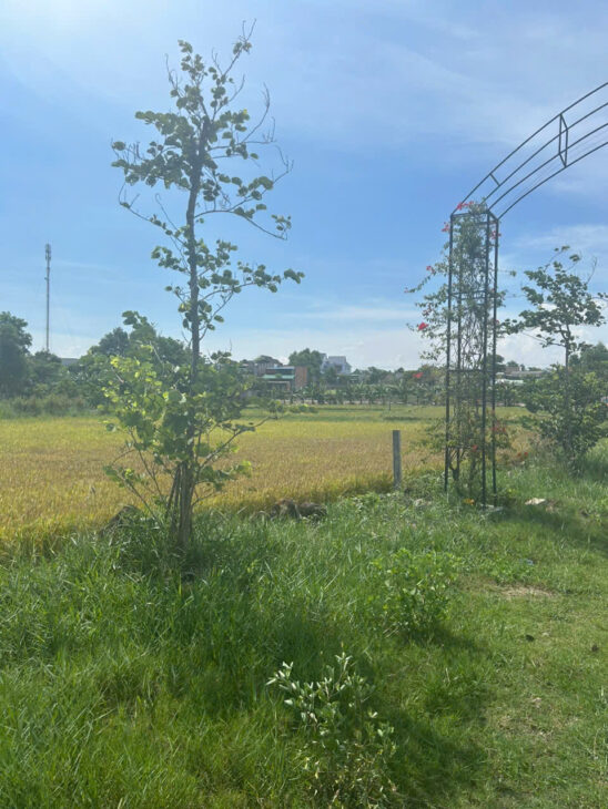 Chỉ 610 triệu/ sào Đất Tân Bình, thị xã LaGi cách Biển 2Km