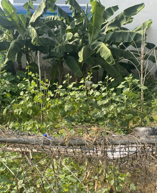 ???? BÁN ĐẤT ĐẸP LONG BÌNH, THỦ ĐỨC – SỔ HỒNG RIÊNG – Ô TÔ VÀO TẬN NƠI