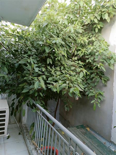 Bán nhà Dương Quảng Hàm, Gò Vấp – 110m² đất – nhà 2 tầng BTCT – giá chỉ 10.5 tỷ