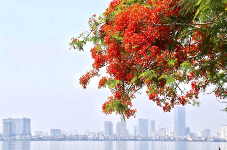 KỊCH ĐỘC MẶT PHỐ XUÂN DIỆU TÂY HỒ . MẶT TIỀN RỘNG KINH ĐOÀN ĐỈNH