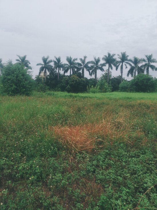 Chuyển nhượng 6000m2 đất công nghiệp tại Tứ Kỳ, Hải Dương. Lô góc 2 mặt tiền