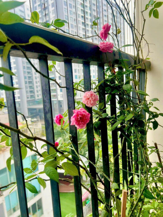 Bán gấp căn hộ dòng tiền đang vận hành Triều Khúc 61m, 9 tầng, mặt tiền 6.5m, 14.5 tỷ Hoàng Mai.