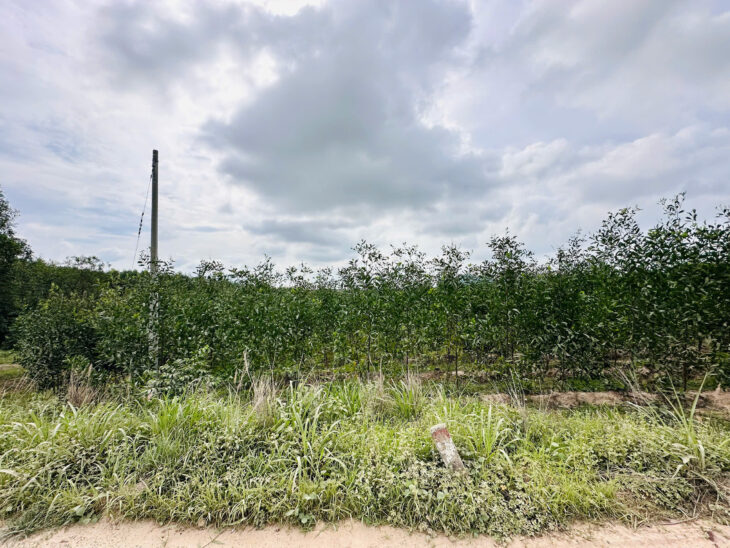 Bán 2.65 hecta đất Đường Lê Đức Thọ – TX LaGi giá rẻ 300tr/ sào