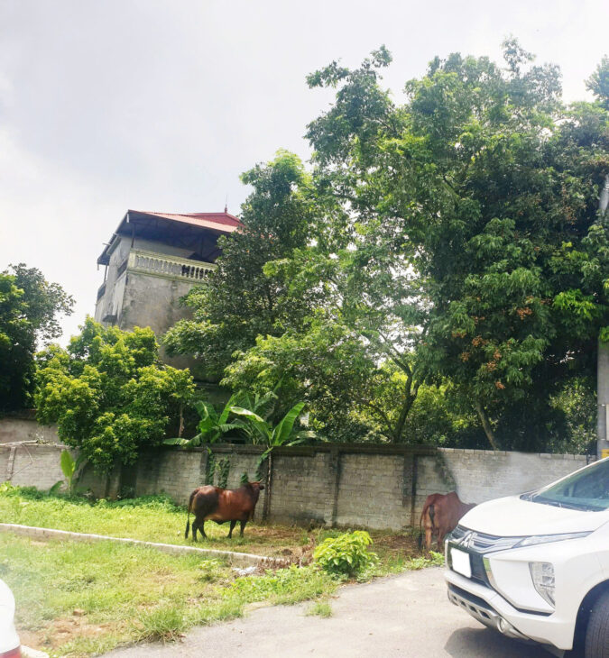 Thôn Triều Đông, xã Cổ Đông, thị xã Sơn Tây, TP. Hà Nội