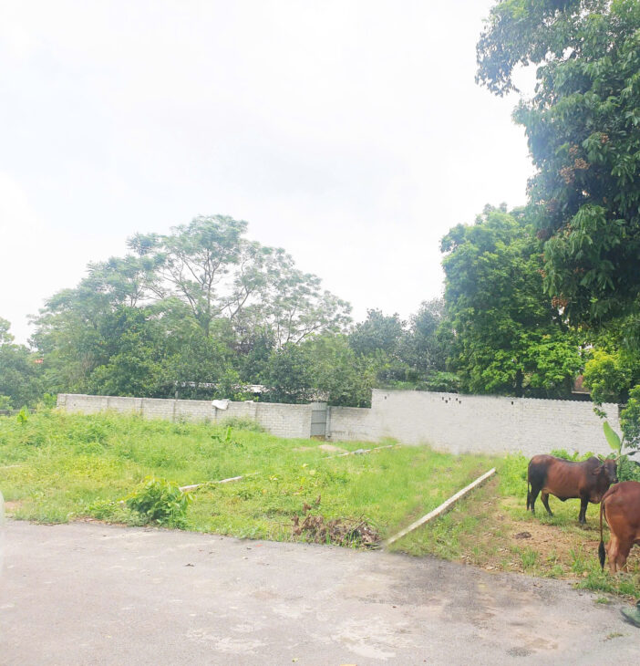 Thôn Triều Đông, xã Cổ Đông, thị xã Sơn Tây, TP. Hà Nội