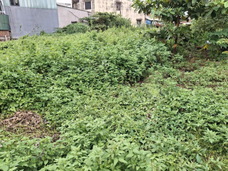 Đất vuông HXH 92m2, Vuông – Tô Ngọc Vân Q12