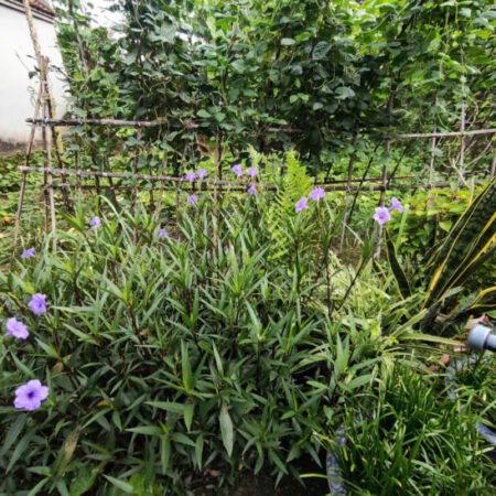 📣 BÁN ĐẤT VĨNH TRUNG – GẦN HỒ – NGÕ NÔNG – GIÁ TỐT! HƠN 3 TỶ