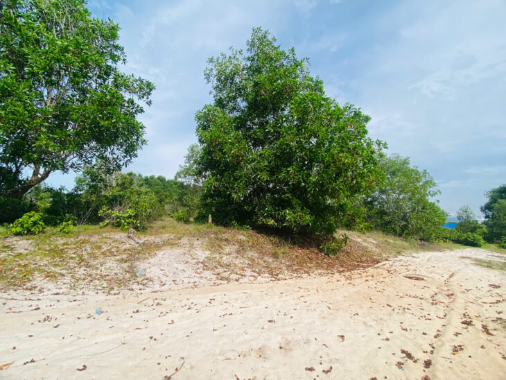 Bán 1.58 mẫu đất quy hoạch ODT Tân Phước – LaGi giá ngộp 696tr/ sào