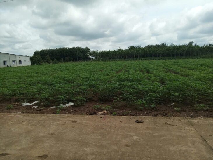 ĐẤT ĐẸP- Cần Bán Nhanh lô đất vị trí đẹp Khu An Linh huyện Phú Giáo, tỉnh Bình Dương