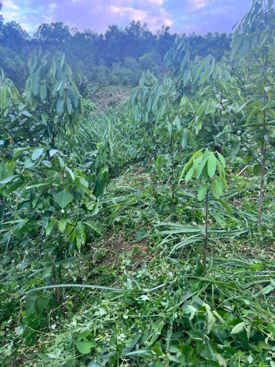 CHÍNH CHỦ CẦN CHUYỂN NHƯỢNG LẠI 3 HA QUẾ TẠI PHƯỜNG ĐỨC XUÂN – THÁI NGUYÊN