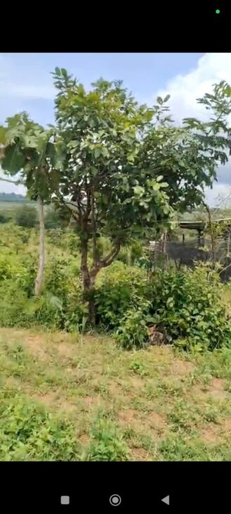 ĐẤT SIÊU ĐẸP – GIÁ ĐẦU TƯ- CHÍNH CHỦ Cần Bán Lô Đất Tại xã Ia Le, Chư Pưh, Gia Lai