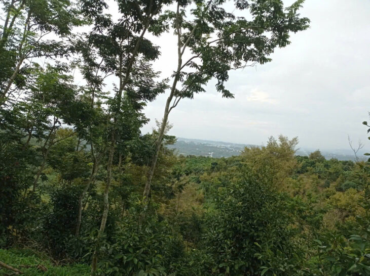 Đất đẹp- giá tốt Chính chủ cần bán nhanh 7.800m2 đất vườn ngay núi Đại Bình Bảo Lộc, Lâm Đồng.