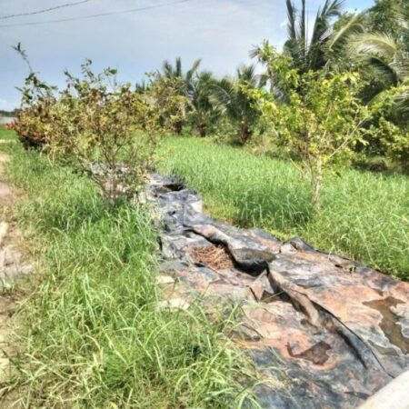 ĐẤT ĐẸP – GIÁ RẺ – Hạ Giá Bán Nhanh 14 Công Tại Giá Gai,Bạc Liêu