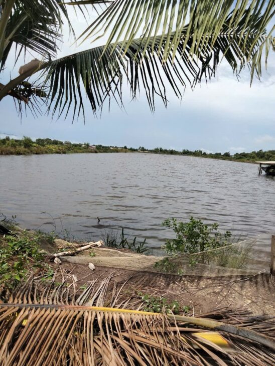 ĐẤT ĐẸP – GIÁ RẺ – Hạ Giá Bán Nhanh 14 Công Tại Giá Gai,Bạc Liêu