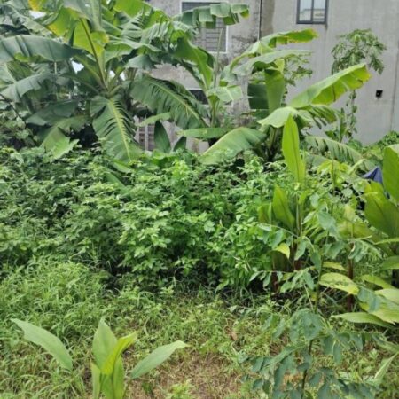 48m2 Đất Đấu giá Ao Ngòi Xã Hoài Đức