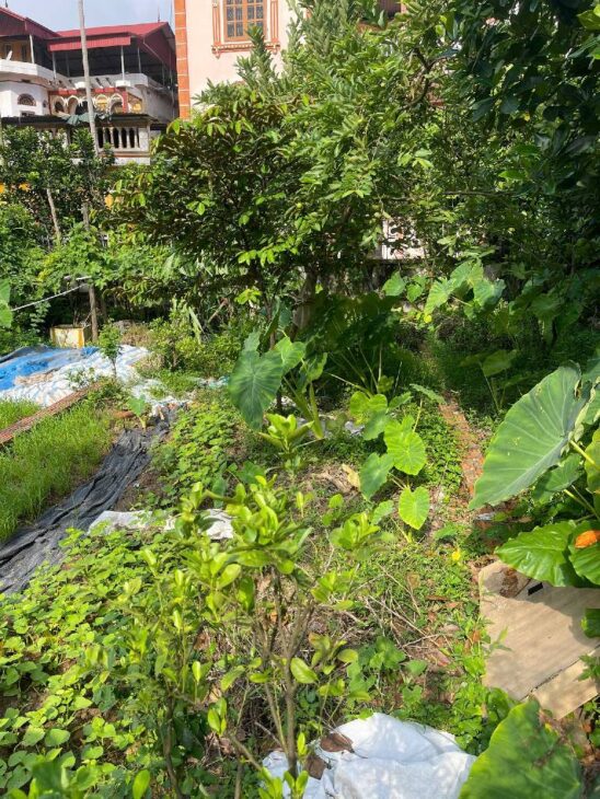 Bán đất Lộc Hà, Mai Lâm, Đông Anh 49m- nhỉnh 5 tỷ( TL)