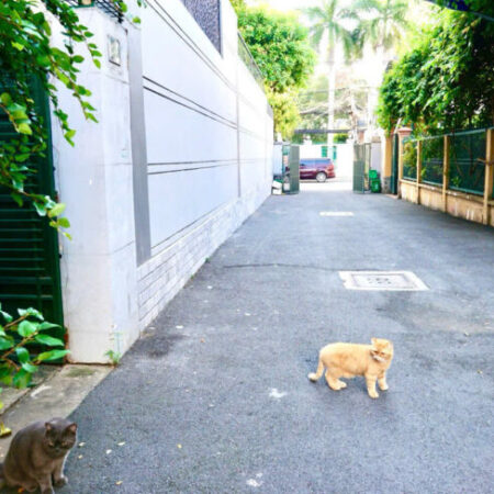 BÁN GẤP NHÀ đường số 3, phường Bình An Quận 2 , DT 100M2- XD 3 LẦU – 22,5 TỶ