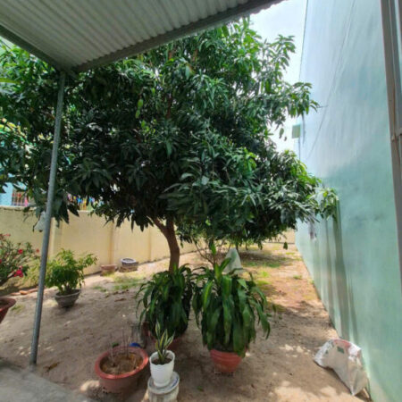 BÁN 02 LÔ ĐẤT TÂN PHƯỚC, PHƯỚC LONG, NHA TRANG BÁN 02 LÔ ĐẤT TÂN PHƯỚC, PHƯỚC LONG, NHA TRANG