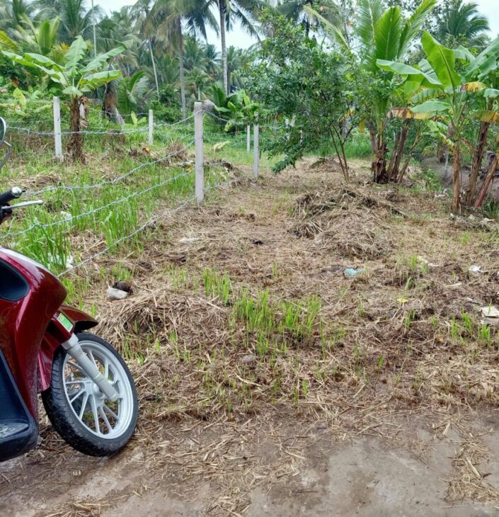 ĐẤT ĐẸP – CHÍNH CHỦ CẦN BÁN LÔ ĐẤT TẠI Tân Thạch , Châu Thành , Bến Tre