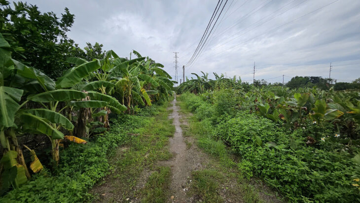 Bán đất Sài Sơn, Quốc Oai, SĐ 200m2, MT 5m, đường ô tô vào, sát đường 40m sắp mở