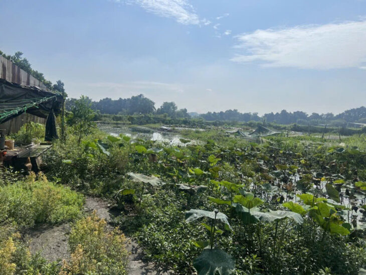 Giảm 14tỷ! Đất Mặt tiền Đ.8m 5870m2, Nở hậu – Đông Thạnh 2 Hóc Môn S