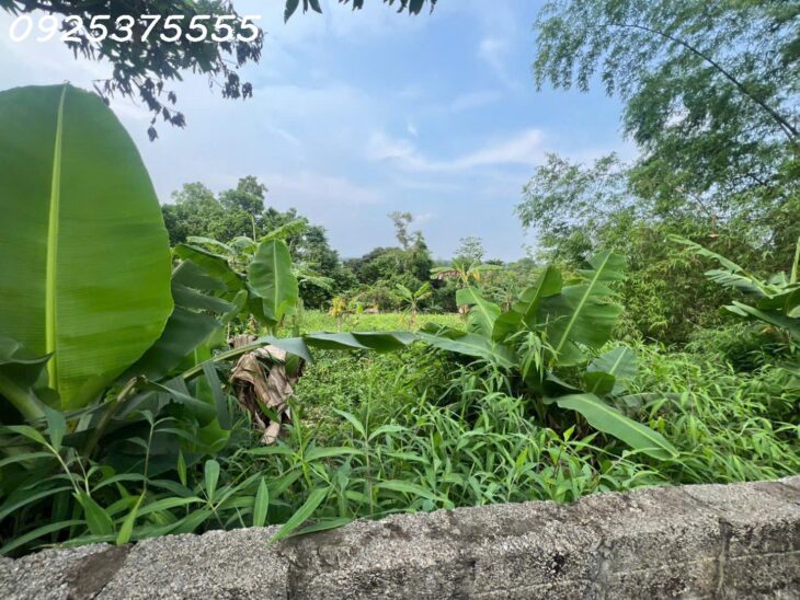 Siêu phẩm đất đẹp vuông như bánh chưng, giá rẻ tại Phú Mãn, Quốc Oai
