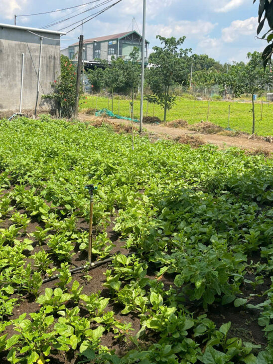 Bán đất vườn 1000m² tại Suối Nho, Định Quán – Pháp lý rõ ràng, giá 990 triệu