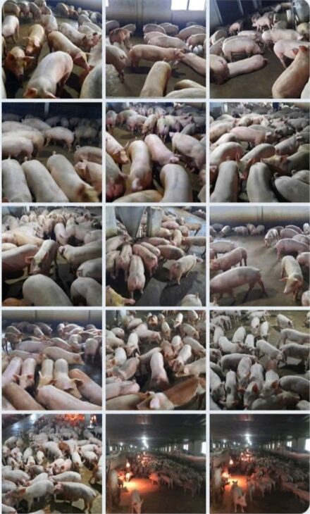 Trang trại chăn nuôi heo qui mô lớn 10 hécta giá 155 tỷ giá cả thương lượng với khách hàng có nhu