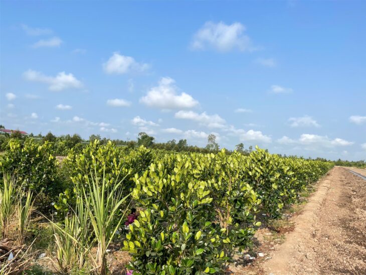 Đất Đẹp- giá tốt Chính chủ cần bán nhanh lô đất tại huyện Bình Tân, tỉnh Vĩnh Long