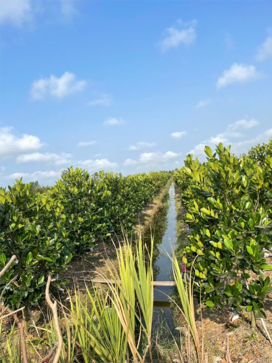 Đất Đẹp- giá tốt Chính chủ cần bán nhanh lô đất tại huyện Bình Tân, tỉnh Vĩnh Long