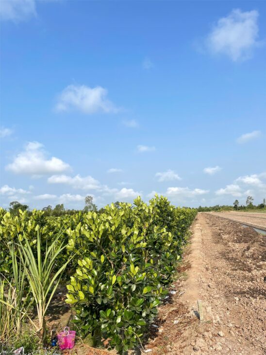 Đất Đẹp- giá tốt Chính chủ cần bán nhanh lô đất tại huyện Bình Tân, tỉnh Vĩnh Long