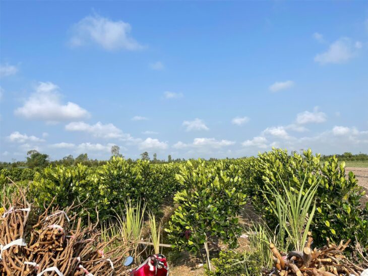 Đất Đẹp- giá tốt Chính chủ cần bán nhanh lô đất tại huyện Bình Tân, tỉnh Vĩnh Long
