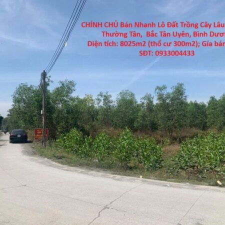 CHÍNH CHỦ Bán Nhanh Lô Đất Trồng Cây Lâu Năm Tại Thường Tân, Bắc Tân Uyên, Bình Dương