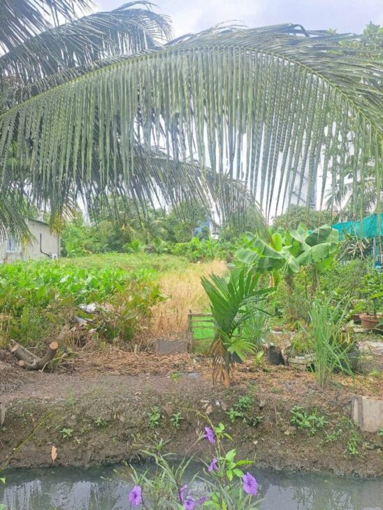 Đất Vuông SHR HXH 201m2 – Thạnh Xuân 33 Quận 12 SS