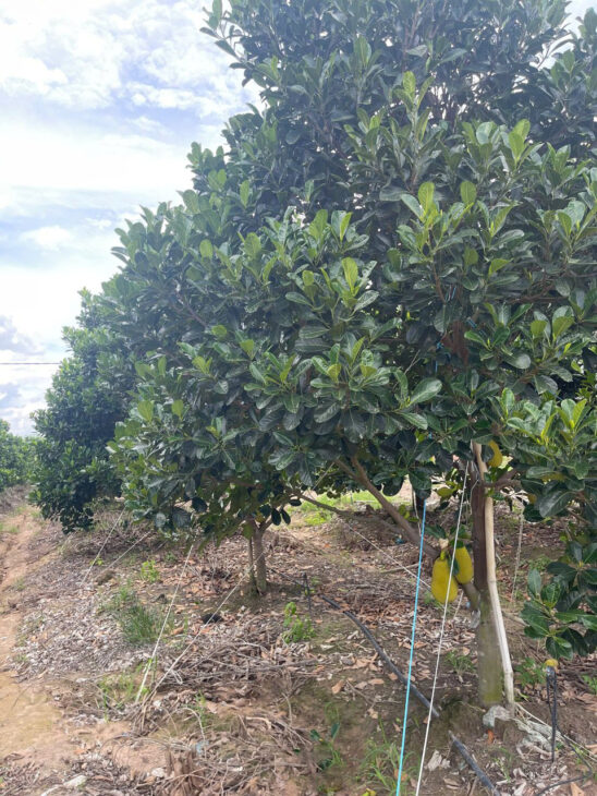Đất 2.2 sào Mít SHR HXT – DT792 Tây Ninh S