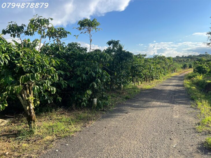 🌳 CẦN BÁN ĐẤT LỘC ĐỨC